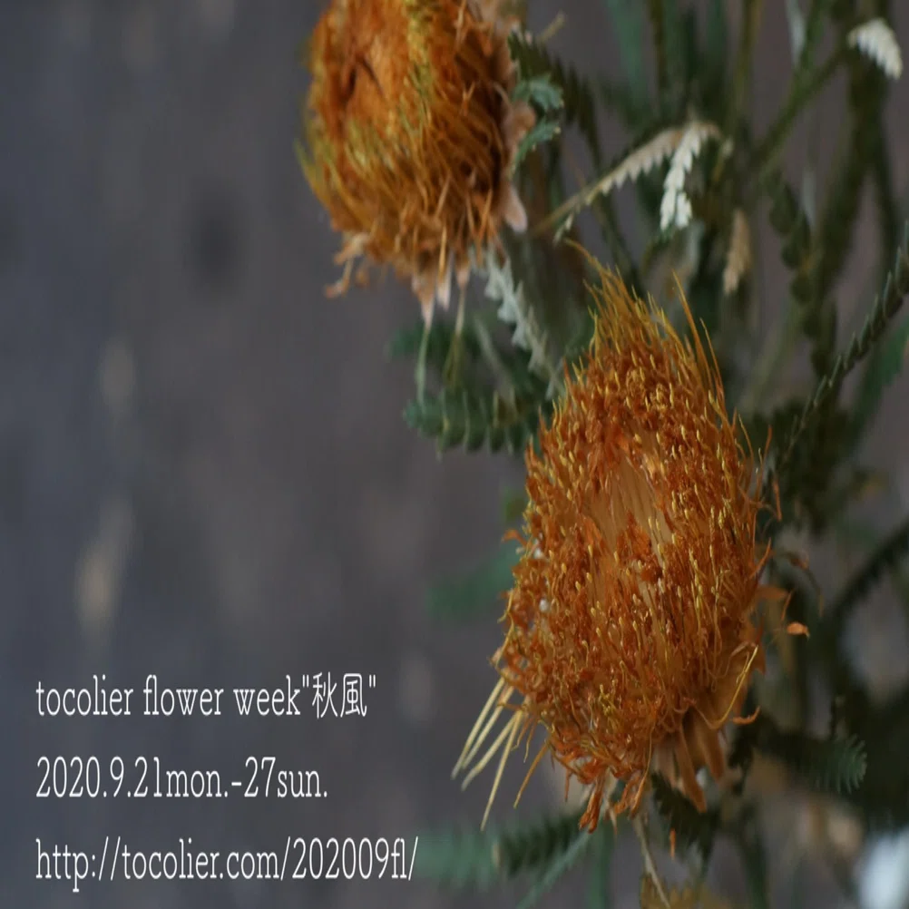 ドライアンドラ フォルモーサ｜tocolier