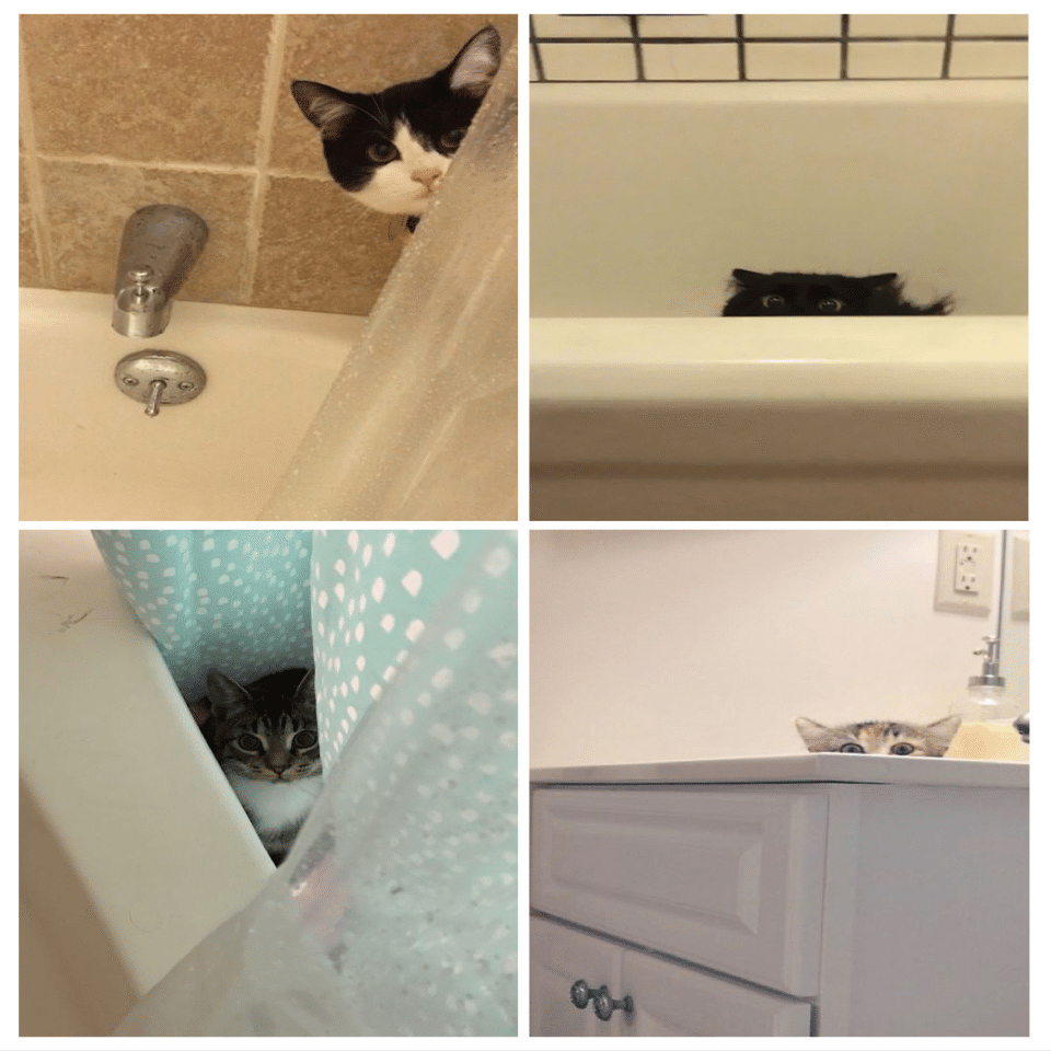 ストーカー猫 2 ノリノリ Note