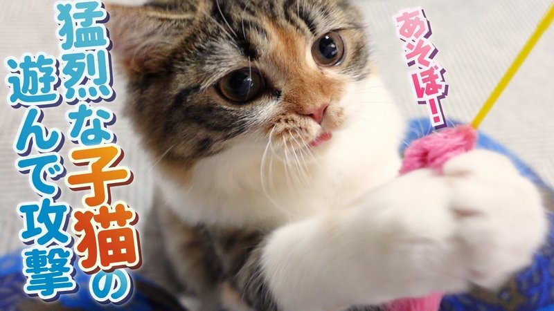 あり家の猫漫画 7 遊んで攻撃に耐える日々 あり家の猫 Note あり家の猫漫画 7 遊んで攻撃に耐える日々 あり家の猫 Note