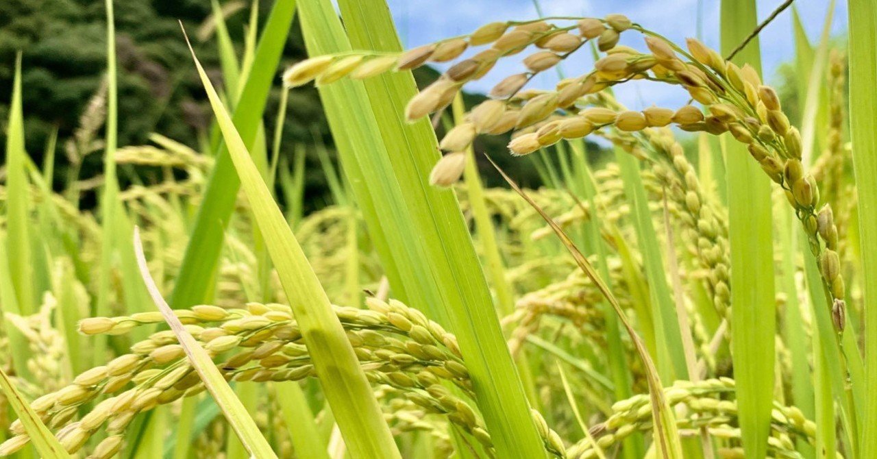 実りの秋到来 のぶ 𝚊 𝚔 𝚊 宣𝐃𝐔𝐁 Note