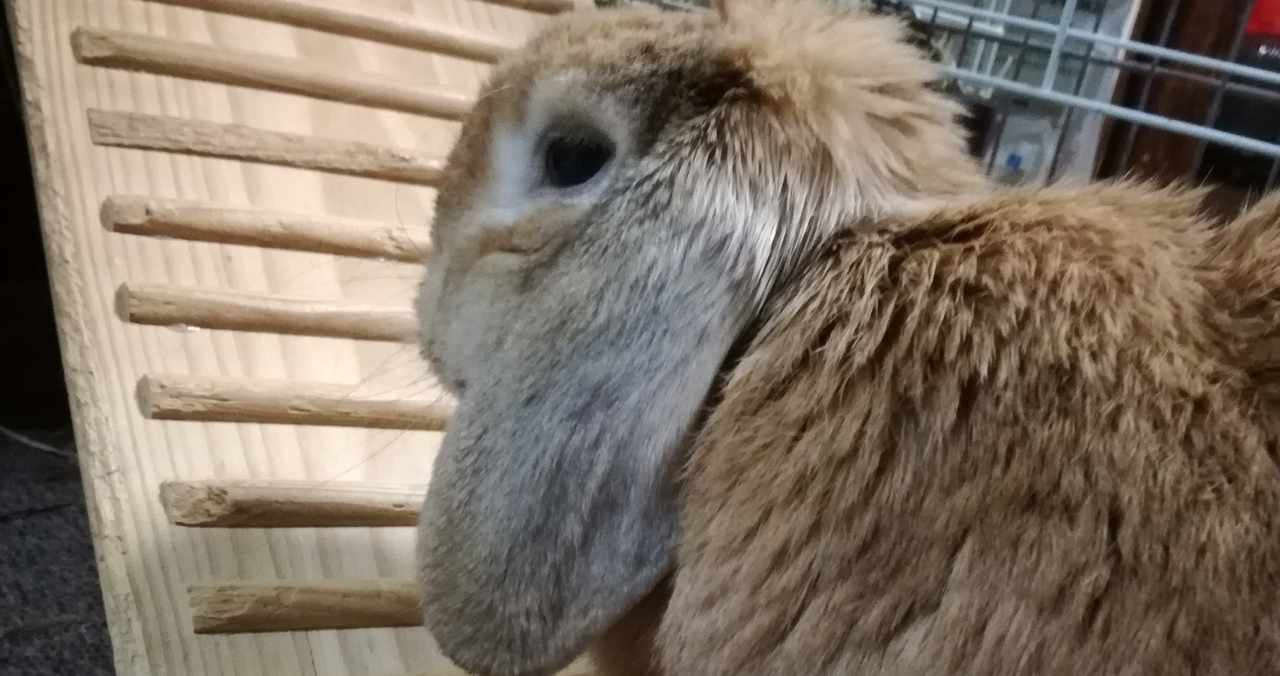 ロップイヤー の新着タグ記事一覧 Note つくる つながる とどける