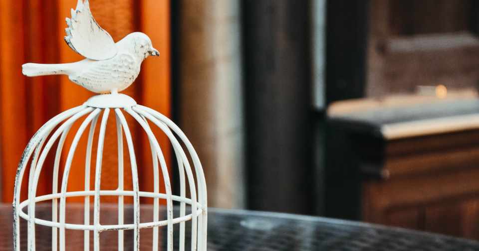 アラフィフおひとりさまはマメルリハをお迎えしたい 廣 Note