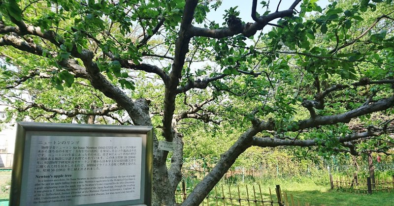 偶然の連鎖を信じるか？／「小石川植物園」ニュートンのリンゴの木