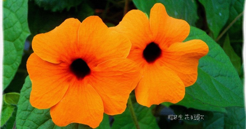 9月29日 誕生花は矢筈葛 誕生花短歌 御子柴 流歌 Note