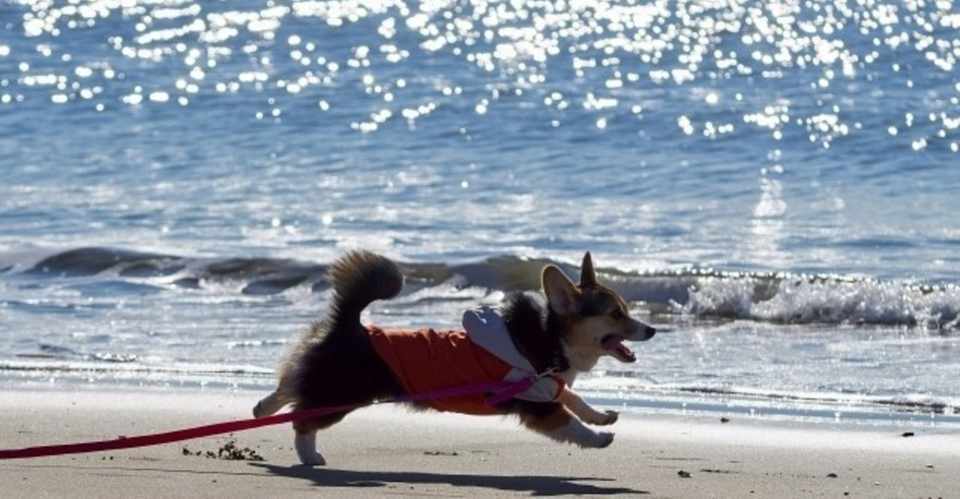 夏の散歩で注意するポイント 犬の飼い主サポートのplam Note