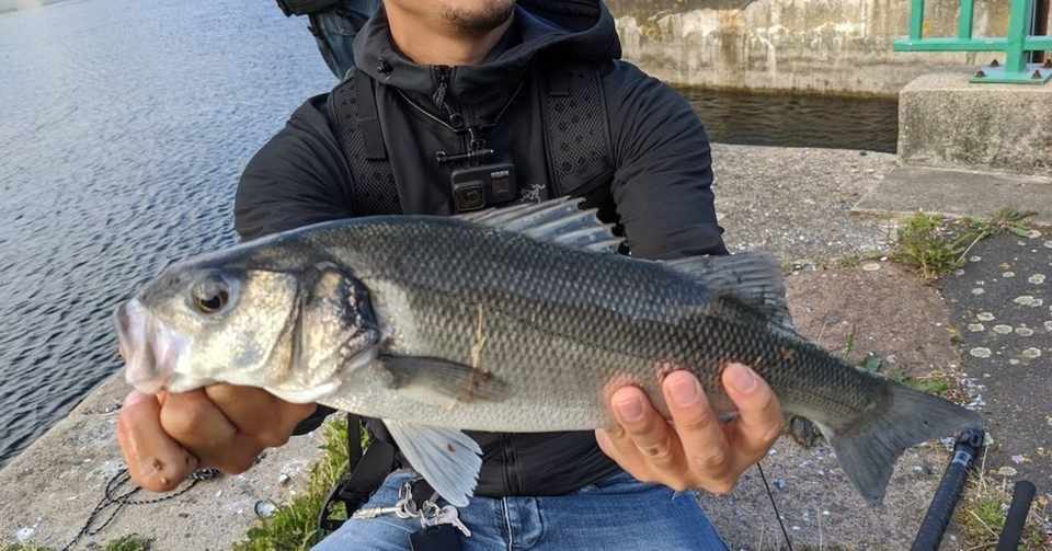 フランスノルマンディーで久々のヨーロピアンシーバス この引きはクセになる Actibu Outdoor Note