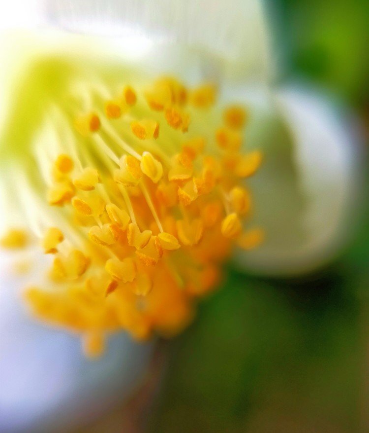 お茶の花( *´艸｀)❀.*･ﾟ