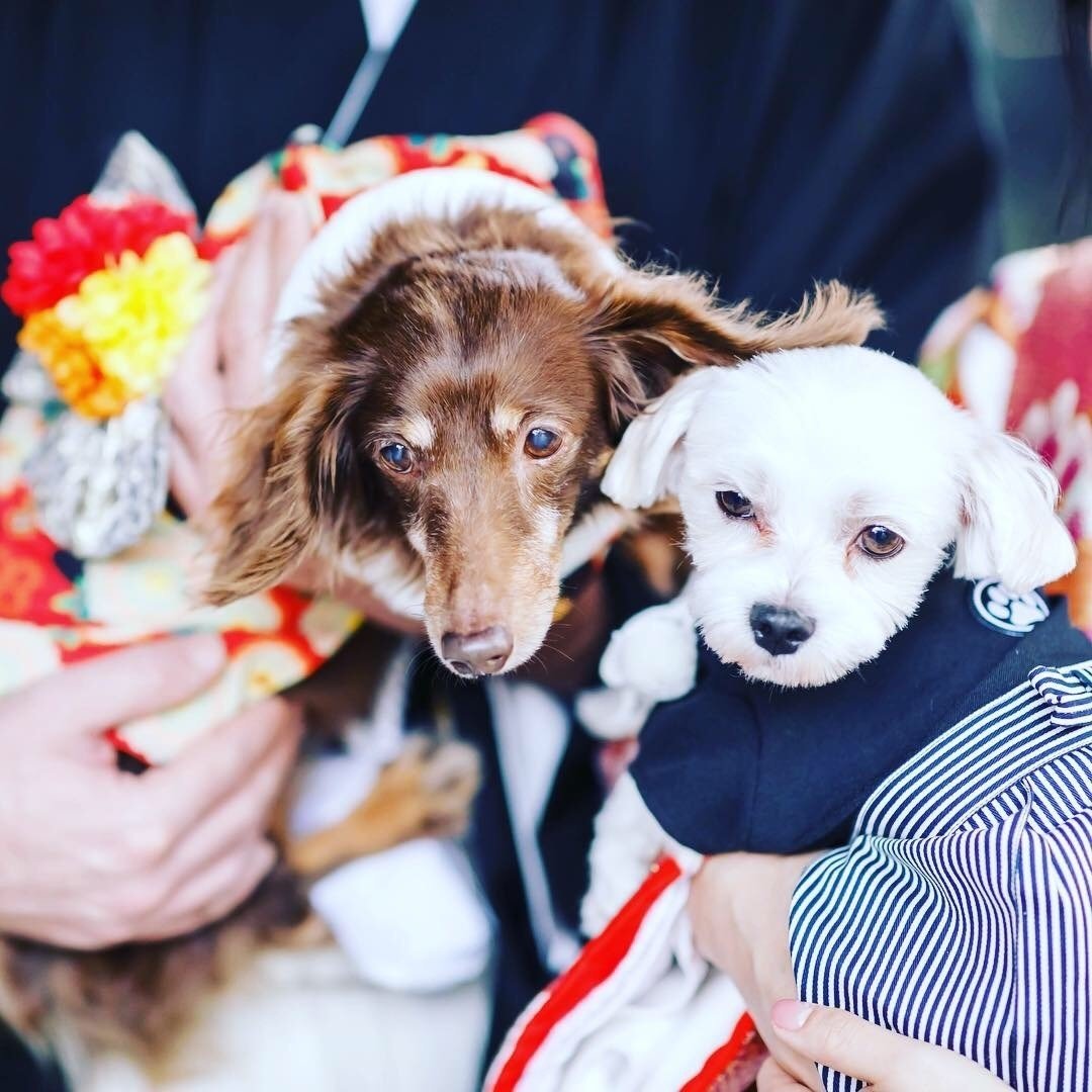 天使のもとに 届け プラリーヌ ローズのブリオッシュロール ユイじょり Note