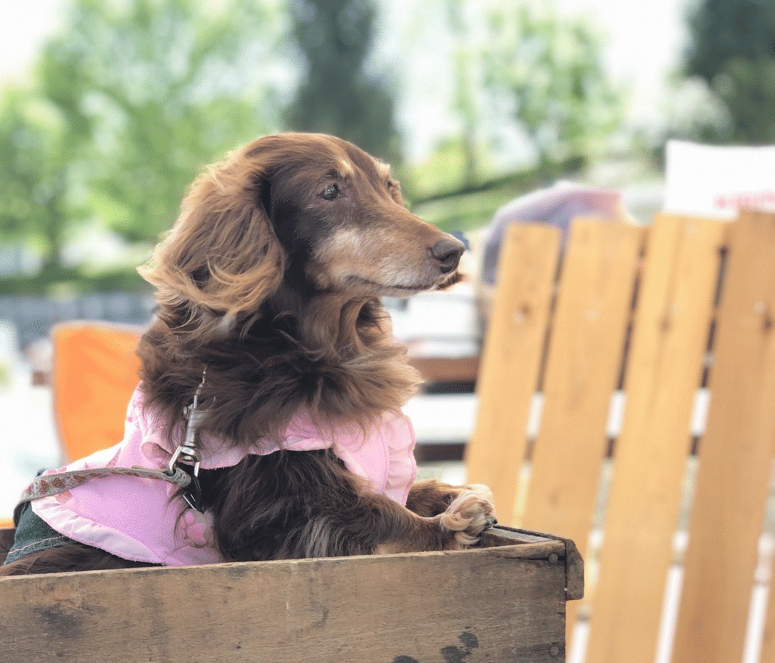 天使のもとに 届け プラリーヌ ローズのブリオッシュロール ユイじょり Note