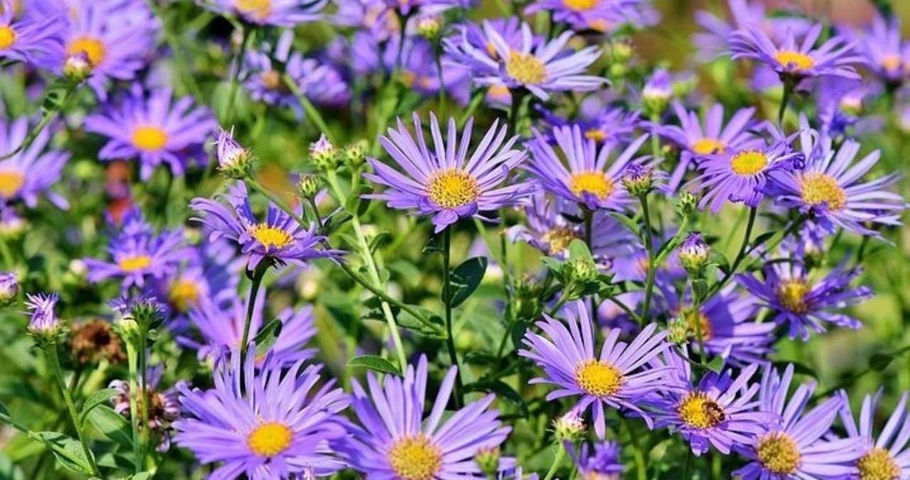 0以上 花 アスター 青 17 アスター 花 青 0以上 花 アスター 青 17 アスター 花 青
