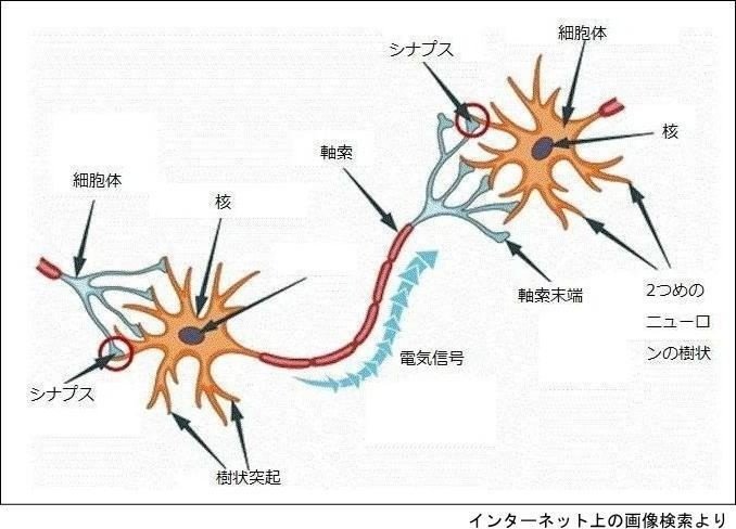 樹状突起