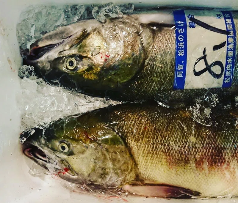 新潟 阿賀野川の秋鮭 白鮭 魚が来る 明日 新潟から 鮮魚通販 Note