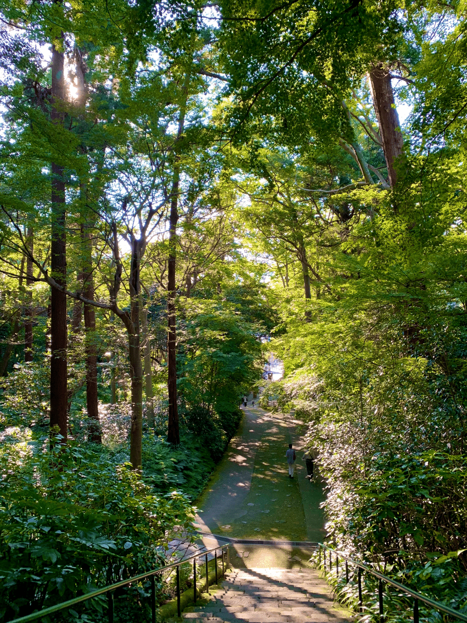 妙本寺 深い森の中で自分思いにふける ミクジ Note