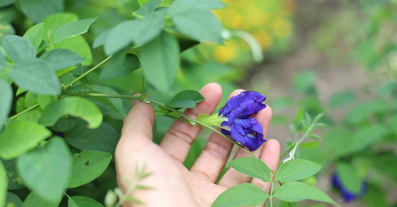 花の匂いに 来双船 Note