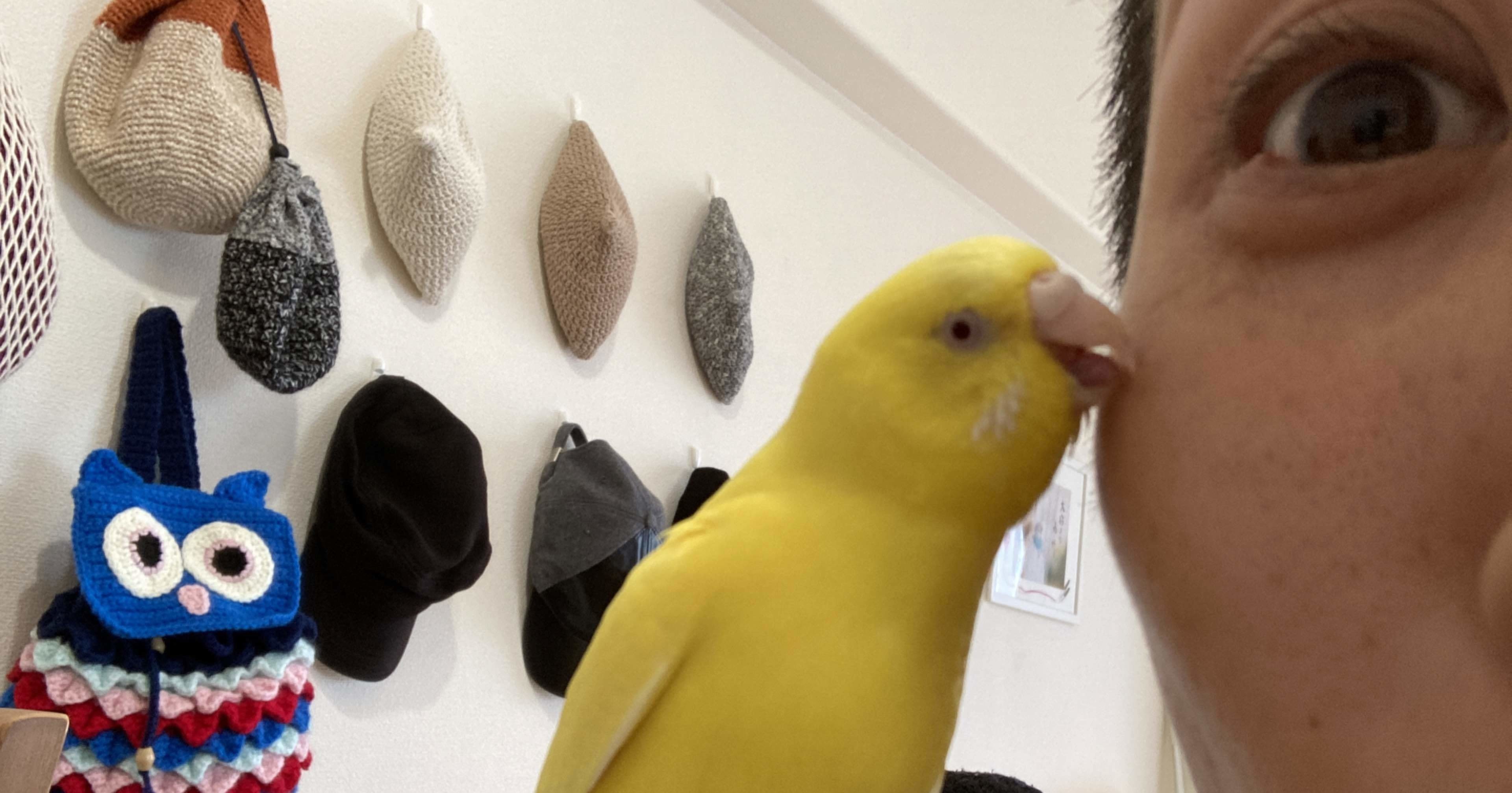 インコはとても優しく飼い主思い インコまるけ Note