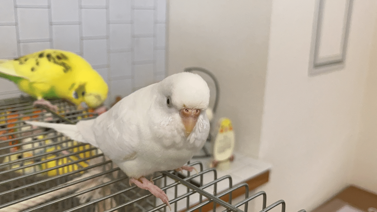 インコはとても優しく飼い主思い インコまるけ Note