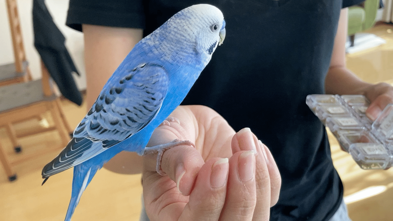 インコはとても優しく飼い主思い インコまるけ Note