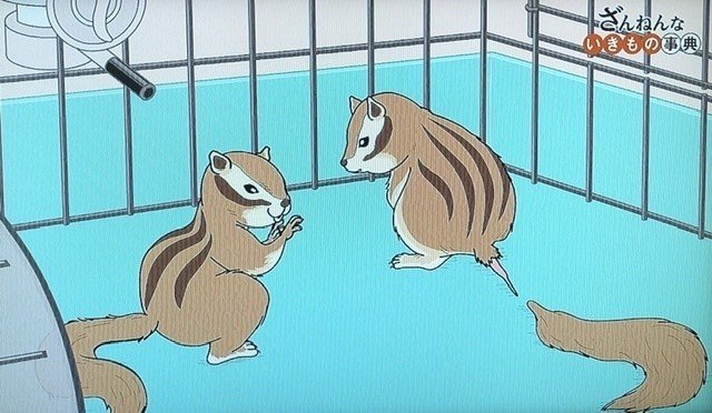 Netflixで ざんねんないきもの事典 発見 マナティのおならソング サーバルキャットはしんどいねん カタカケフウチョウ愛のうた はじめて聞く歌 もあって嬉しい きいす Note