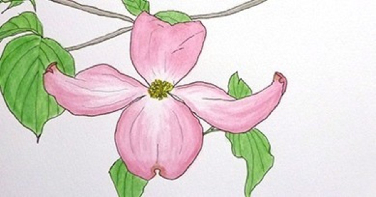 ハナミズキと菖蒲の花 水彩スケッチ 深呼吸 Note