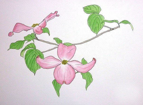 ハナミズキと菖蒲の花 水彩スケッチ 深呼吸 Note
