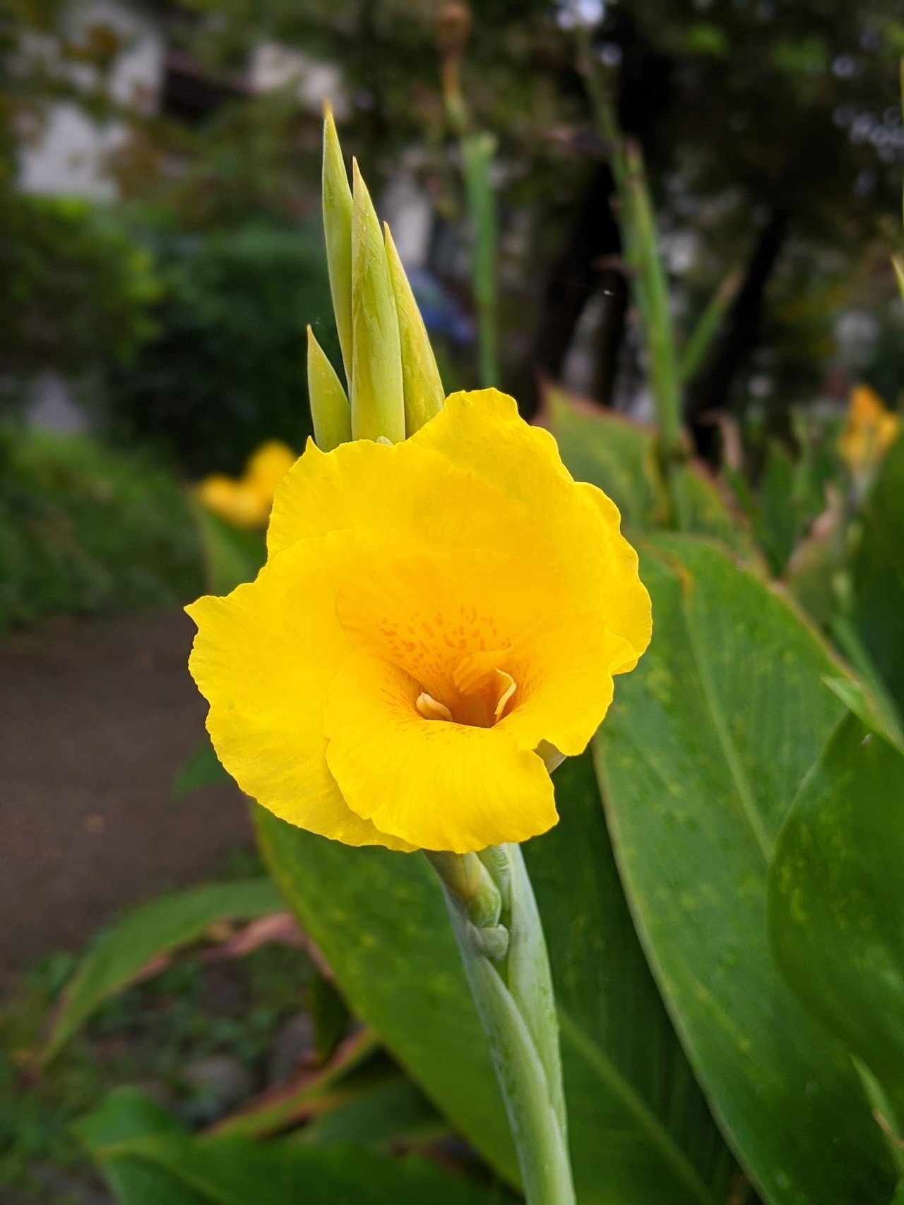 散策中に遭遇した色とりどりの花たち 柘榴 Note