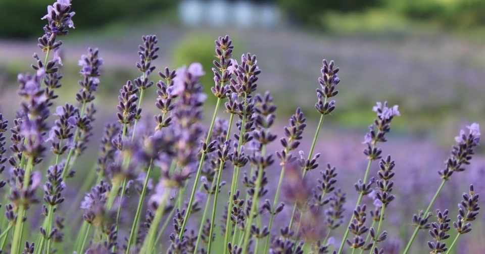 ハーブの女王 ラベンダー 夢農場note 信州 安曇野 池田町 Note