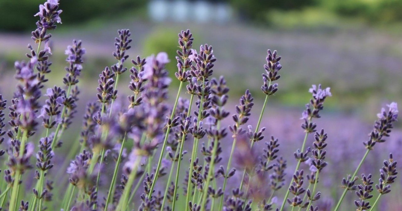 ハーブの女王 ラベンダー 夢農場note 信州 安曇野 池田町 Note ハーブの女王 ラベンダー 夢農場note 信州 安曇野 池田町 Note