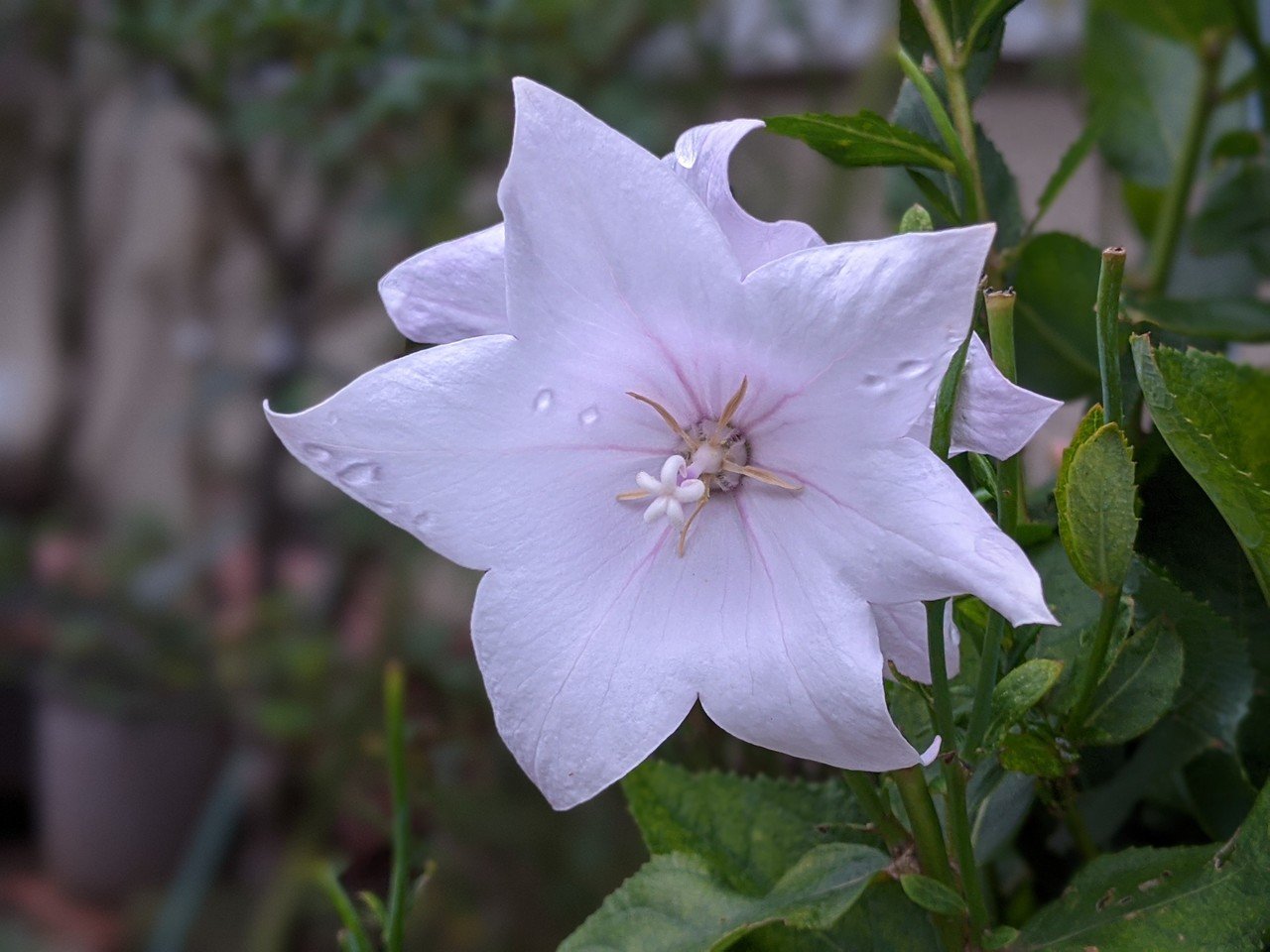 散策中に遭遇した色とりどりの花たち 柘榴 Note