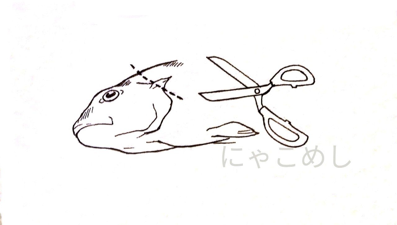 コトヒキという魚の話 にゃこめし Note