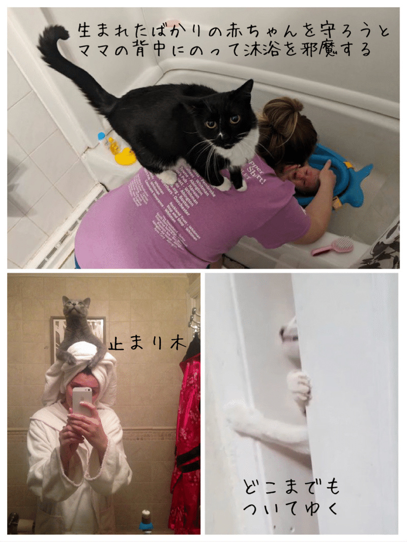 ストーカー猫 3 ノリノリ Note