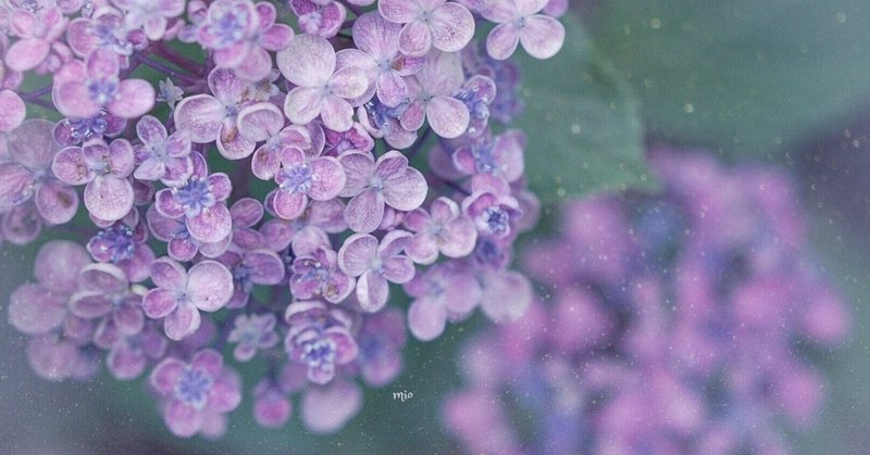 紫丁香花と金木犀 千羽はる Chiba Haru Note