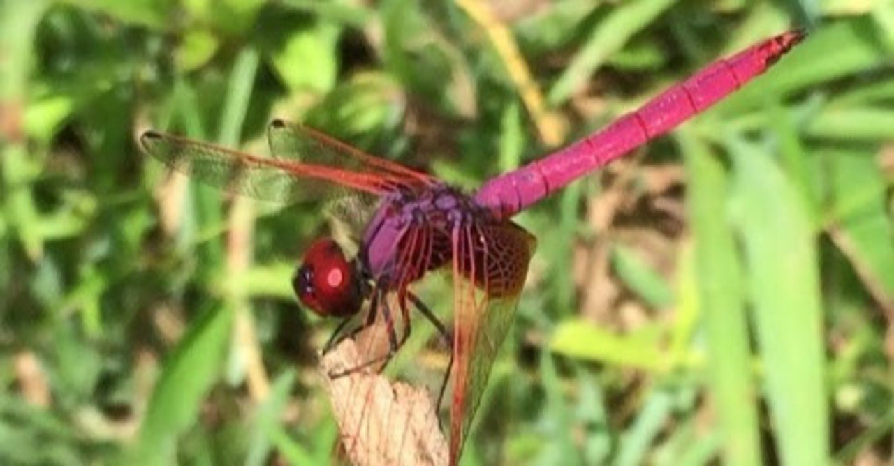 閲覧注意】ラオスの昆虫食ーMY BEST 5｜kohji 南ラオス自然農園
