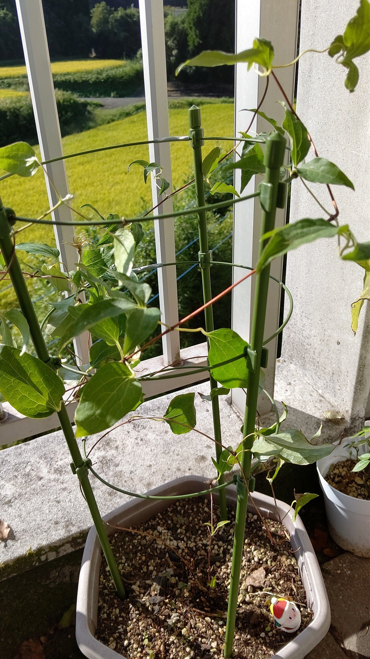 秋のお片付け祭 あさがお観察日記 植えてから149日目と30日目と22日目 さて 整理しよう の巻 もなちん ぶんちょと鸚哥のカイヌシ Note