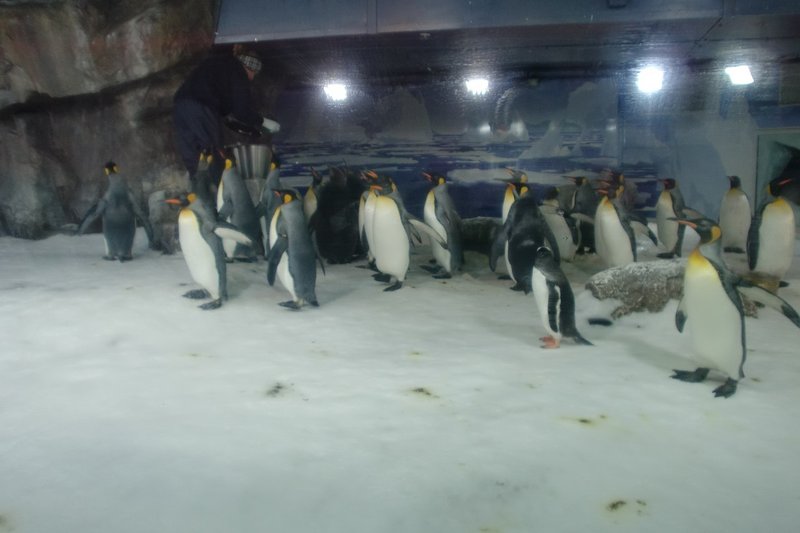 2012年10月1日 Kelly Tarlton's水族館 ペンギン14