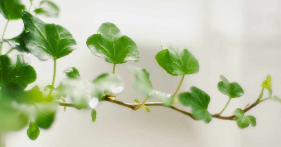 世界で一番簡単な 観葉植物の育て方 Mog Mog Desigh M K Note