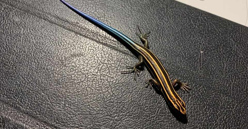 爬虫類 ニホントカゲ Python Note