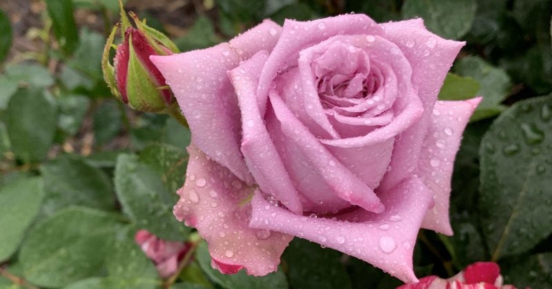 自分自身が花なのだから 香水のすすめ りずむちろる Note