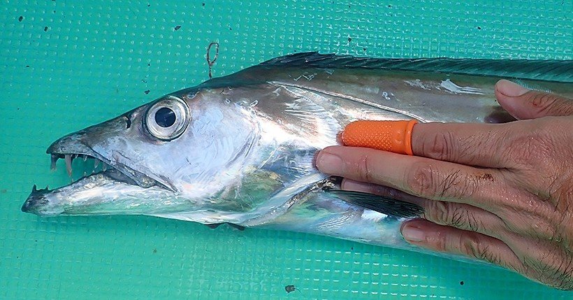 東京湾テンヤタチウオに入門 いなの丸 玉置標本 Note