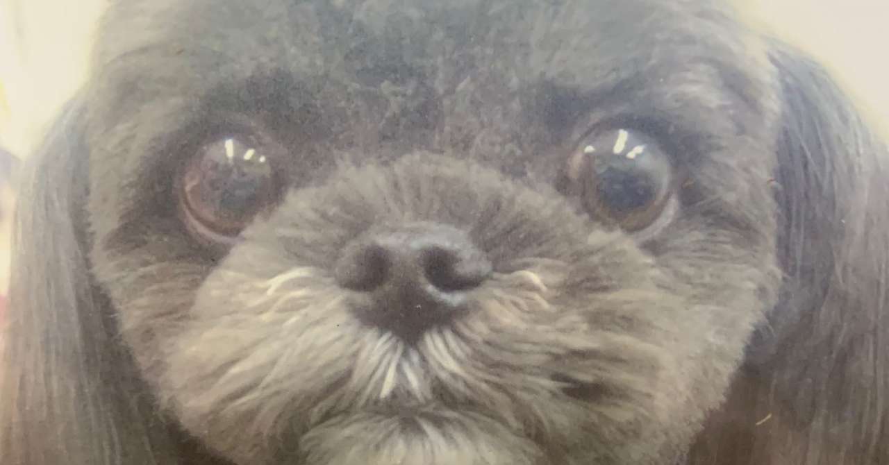 愛犬との死別 大村あつし Excelマクロ Vba最高のはじめ方 Note