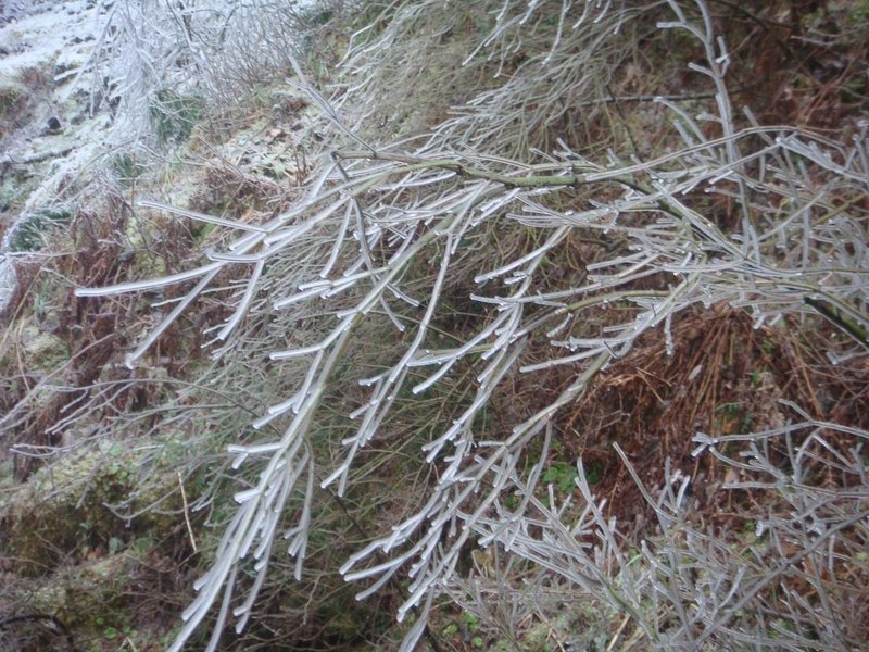 凍りついた枝
