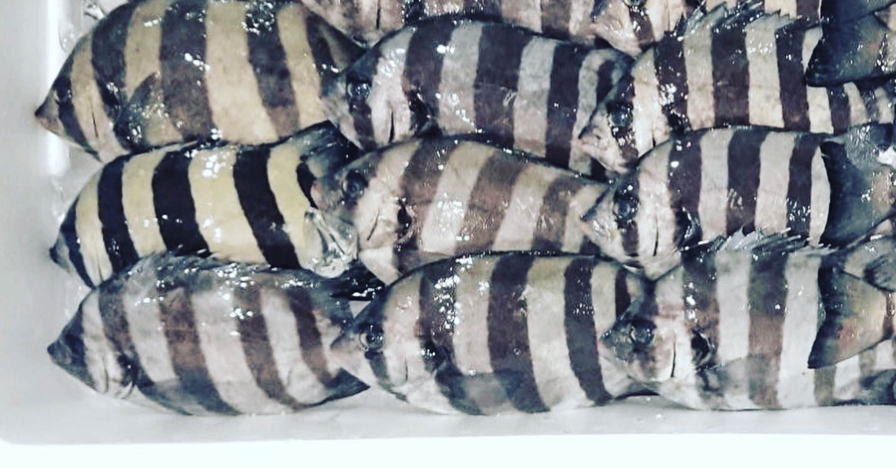 新潟 佐渡沖 荒磯の王者 石鯛 イシダイ 魚が来る 明日 新潟から 鮮魚通販 Note