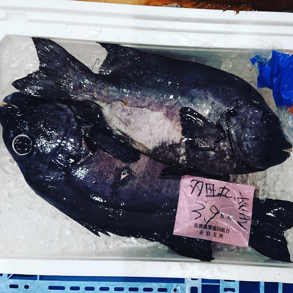 新潟 佐渡沖 荒磯の王者 石鯛 イシダイ 魚が来る 明日 新潟から 鮮魚通販 Note