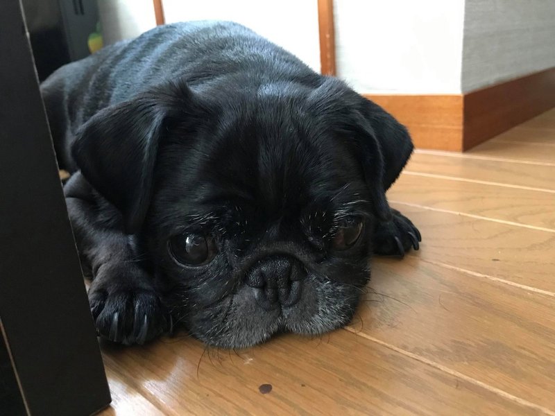 犬との距離感 私は 飼い主 ママ なのか 上杉 惠理子 Note