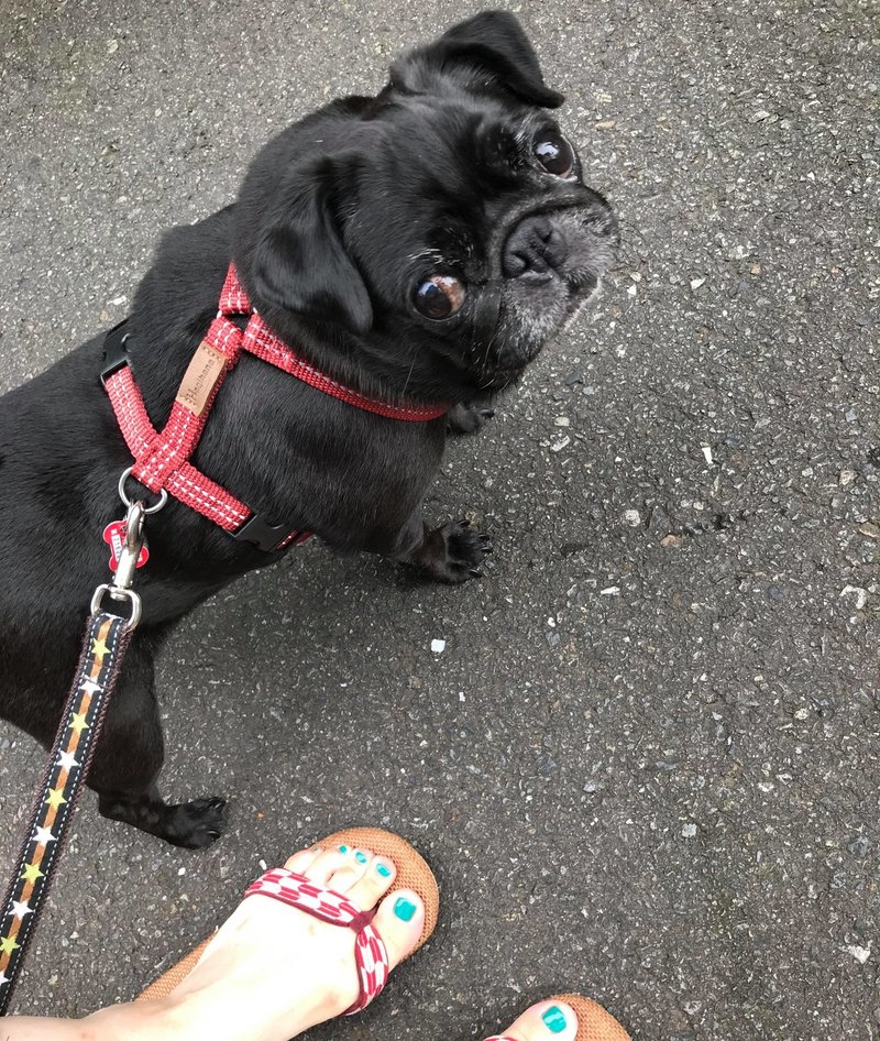 犬との距離感 私は 飼い主 ママ なのか 上杉 惠理子 Note