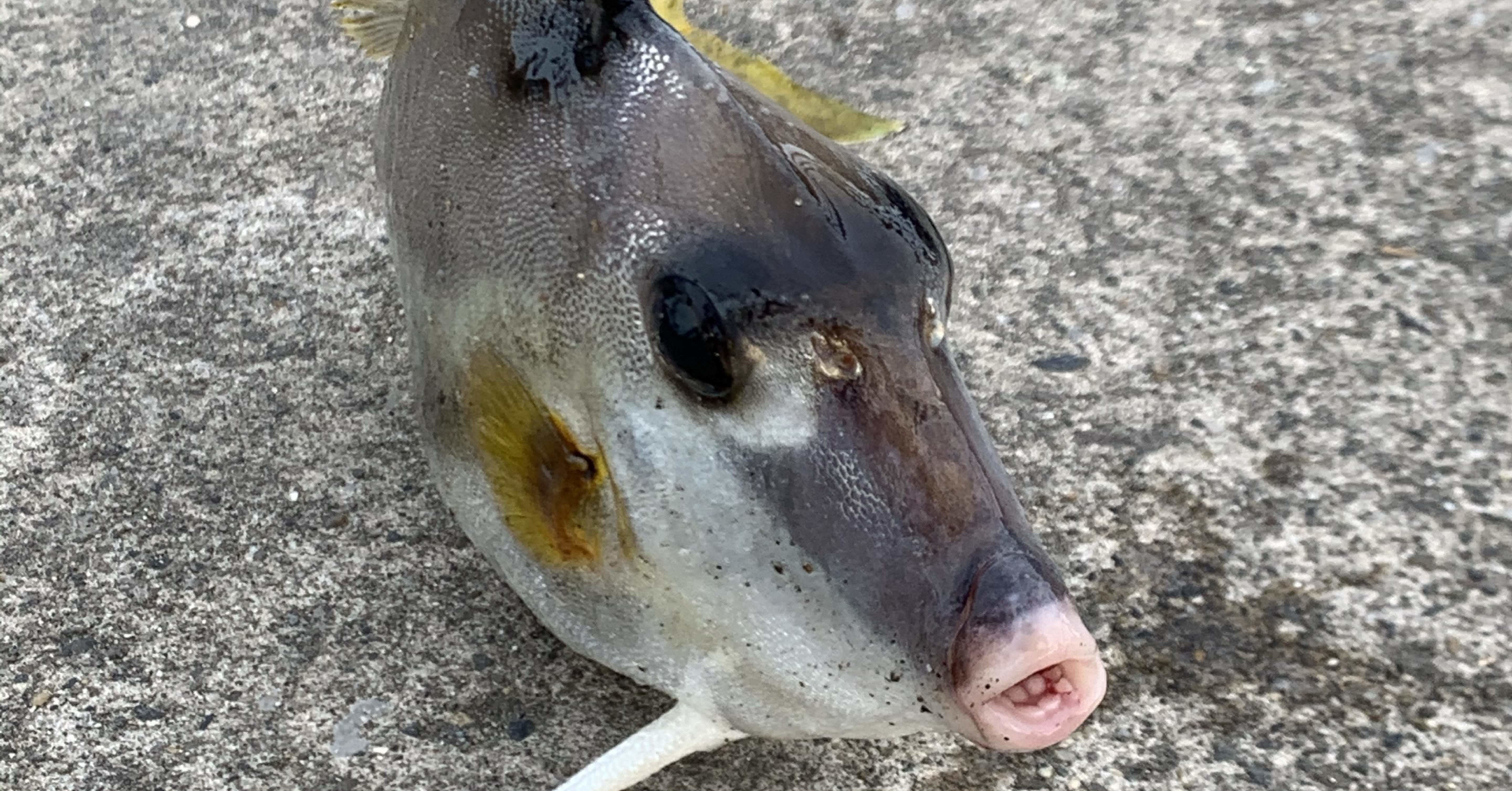 ギマって名のヌルヌルしててトゲがあって嫌われてるけど 本当は美味しい魚 ぽん太 仮 Note