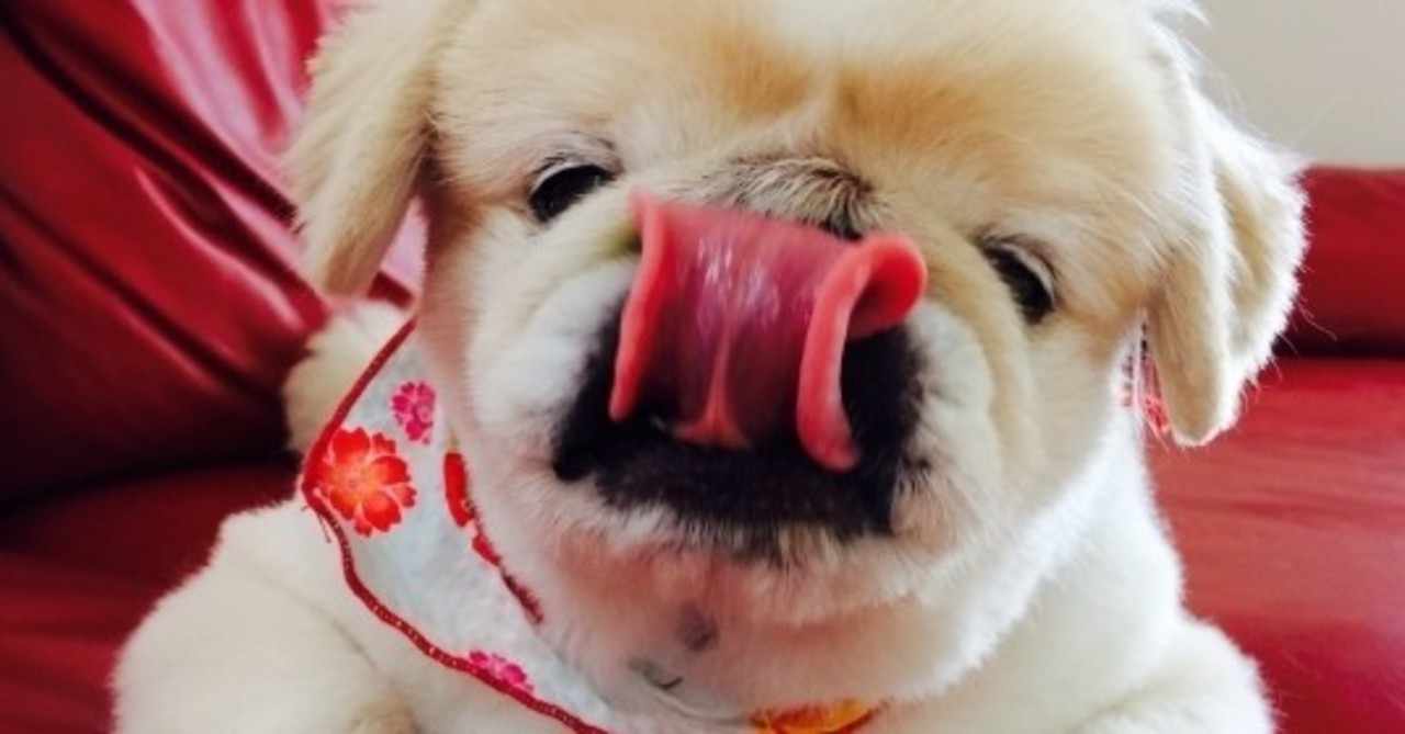 猫がいる生活 の新着タグ記事一覧 Note つくる つながる とどける