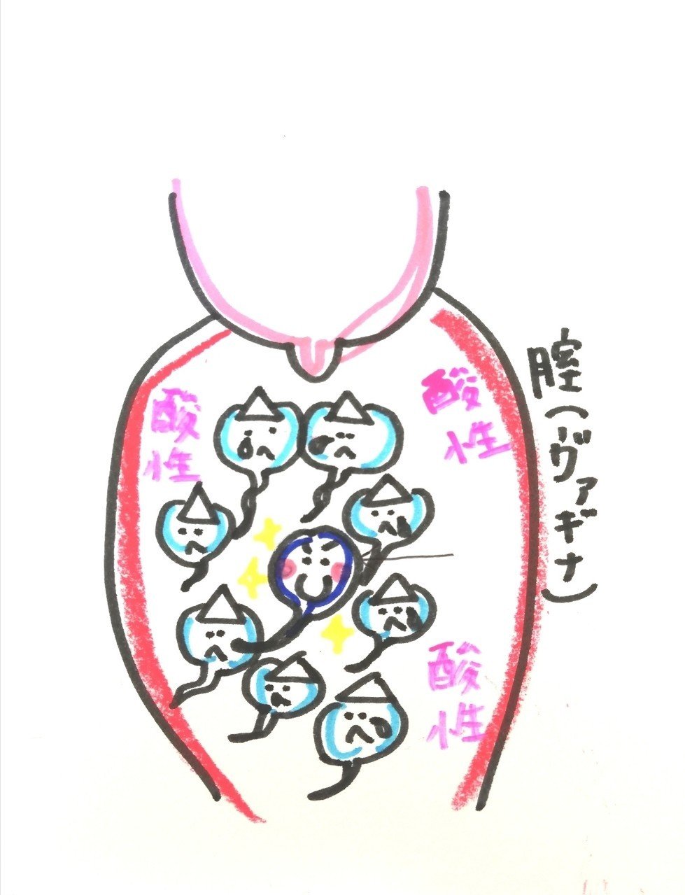 赤ちゃんってどこからくるの 奇跡の妊娠 精子の大冒険編 まず ママパパ知識つけてね 助産師tsubasa Note