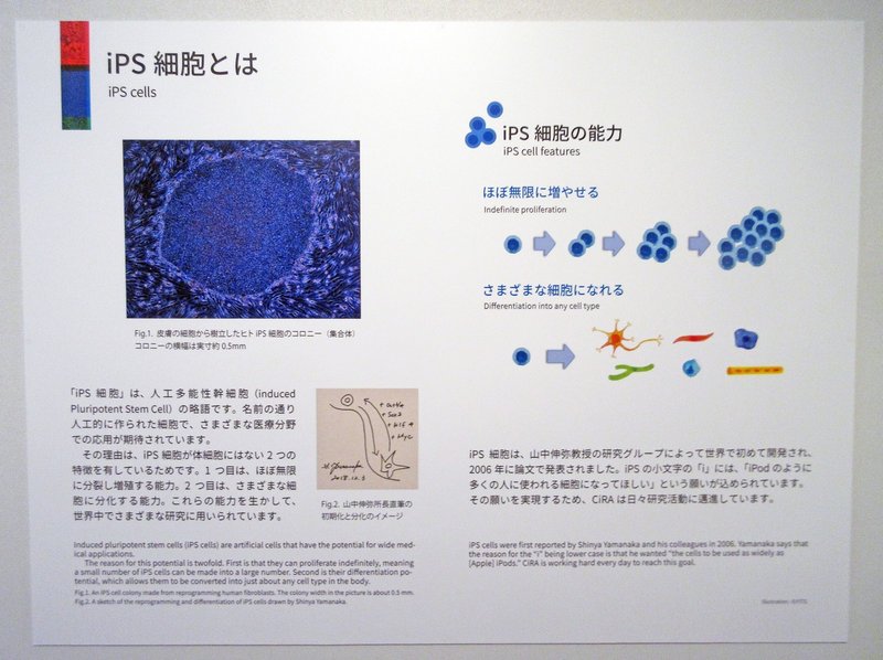 01．iPS細胞とは