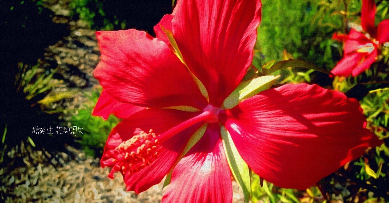 10月1日 誕生花は紅葉葵 誕生花短歌 御子柴 流歌 Note 10月1日 誕生花は紅葉葵 誕生花短歌 御子柴 流歌 Note