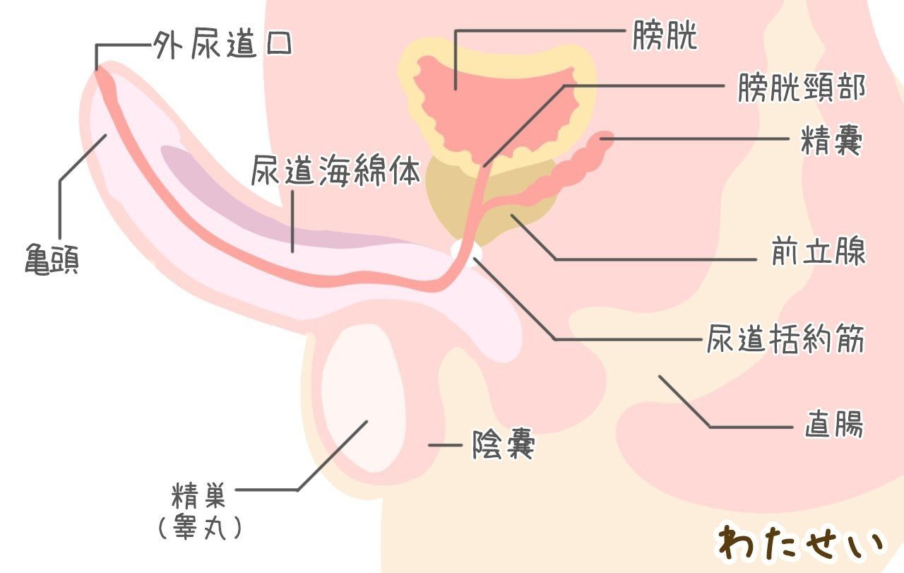 男性器の仕組みを知ろう 勃起と射精のメカニズムとは 医師監修 本当に知りたい性実践 私たちの性教育 Note 男性器の仕組みを知ろう 勃起と射精のメカニズムとは 医師監修 本当に知りたい性実践 私たちの性教育 Note